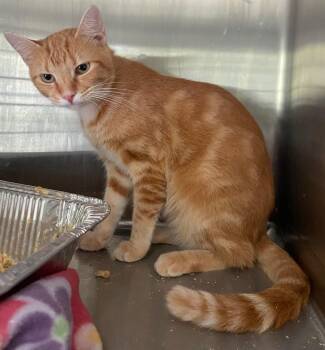 Arthur -  Domestic Short Hair Cat for Adoption in Cumming, Georgia - Arthur | PetCurious