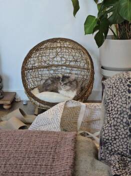 Prince: Courtesy Post -  Domestic Long Hair Cat for Adoption in New York, New York - Prince: Courtesy Post | PetCurious