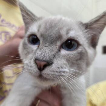 Baltic -  Domestic Short Hair Cat for Adoption in Auburn, Alabama - Baltic | PetCurious