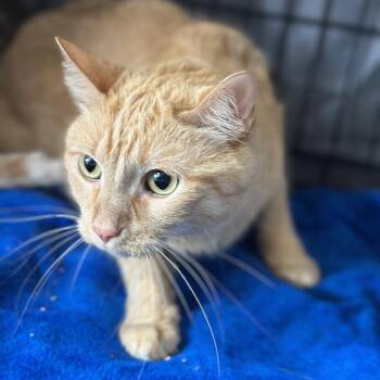 Cheetos -  Domestic Short Hair Cat for Adoption in Matteson, Illinois - Cheetos | PetCurious