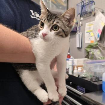 Maze -  Domestic Short Hair Cat for Adoption in Spokane, Washington - Maze | PetCurious