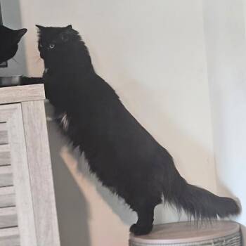 Stella & Uno - 911 -  Maine Coon Cat for Adoption in Maryville, Tennessee - Stella & Uno - 911 | PetCurious