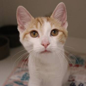 Kyanite -  Domestic Short Hair Cat for Adoption in Champaign, Illinois - Kyanite | PetCurious