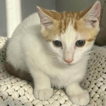 Creamsicle -  Domestic Short Hair Cat for Adoption in Tulsa, Oklahoma - Creamsicle | PetCurious