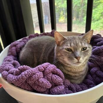 Domestic Short Hair Cats Available for Adoption in Tuscaloosa, Alabama - Dulce Mama | PetCurious