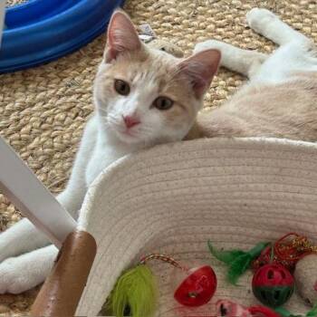 Domestic Short Hair Cats Available for Adoption - Greg Brady | PetCurious