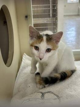 Reagan -  Domestic Short Hair Cat for Adoption in Cincinnati, Ohio - Reagan | PetCurious
