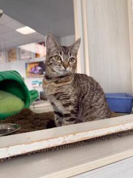 Domestic Short Hair Cats Available for Adoption - Kisses | PetCurious