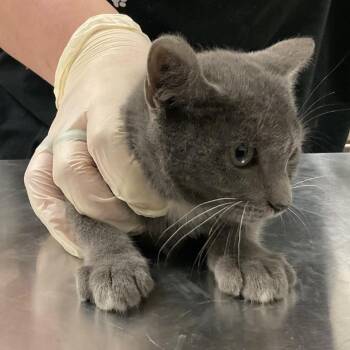 Tippy -  Domestic Short Hair Cat for Adoption in Monroe, Louisiana - Tippy | PetCurious