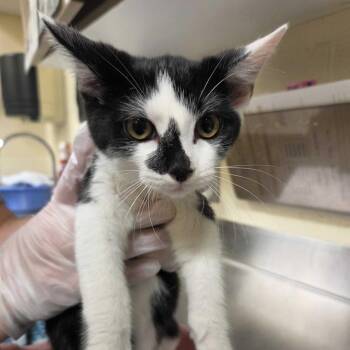 Bounce -  Domestic Short Hair Cat for Adoption in Asheville, North Carolina - Bounce | PetCurious