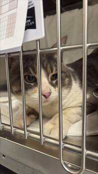 Domestic Short Hair Cats Available for Adoption in Montreal, Quebec - Gaufrette | PetCurious