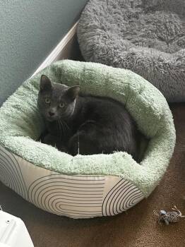 MAXWELL -  Domestic Short Hair Cat for Adoption in Broomfield, Colorado - MAXWELL | PetCurious