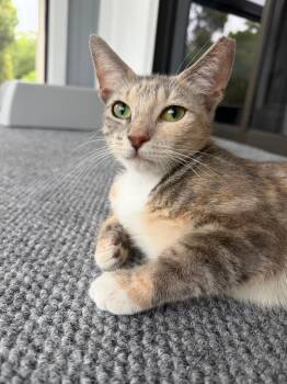 Dulce -  Domestic Short Hair Cat for Adoption in Sunrise, Florida - Dulce | PetCurious
