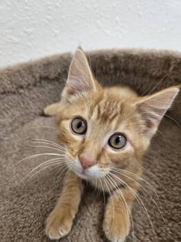 Otto -  Domestic Short Hair Cat for Adoption in Red Wing, Minnesota - Otto | PetCurious