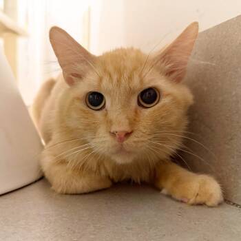 Johnny Walker -  Domestic Long Hair Cat for Adoption in Las Vegas, Nevada - Johnny Walker | PetCurious