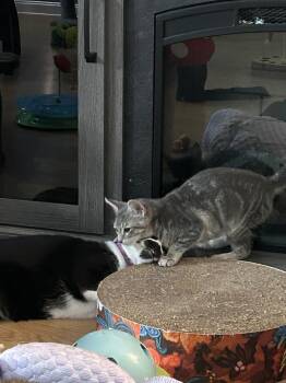 Liberty -  Domestic Short Hair Cat for Adoption in Alafaya, Florida - Liberty | PetCurious