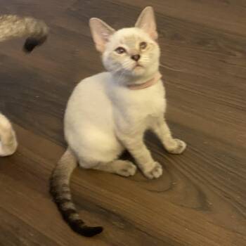 Nova -  Siamese Cat for Adoption in Mobile, Alabama - Nova | PetCurious