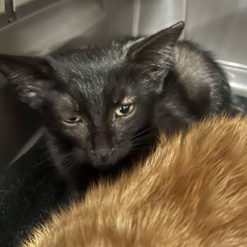 Clayton -  Domestic Short Hair Cat for Adoption in Salt Lake City, Utah - Clayton | PetCurious