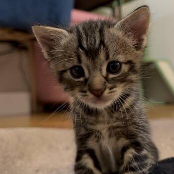 George Harrison -  Domestic Short Hair Cat for Adoption in Goleta, California - George Harrison | PetCurious