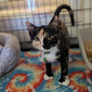 Rescue Domestic Short Hair Cats for Adoption - Ariana | PetCurious