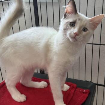 Peach -  Siamese Cat for Adoption in Newport Beach, California - Peach | PetCurious
