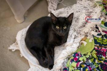 Soot -  Domestic Short Hair Cat for Adoption in Alexandria, Virginia - Soot | PetCurious
