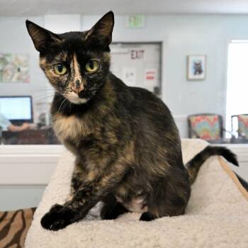 Tori -  Tortoiseshell Cat for Adoption in Mobile, Alabama - Tori | PetCurious