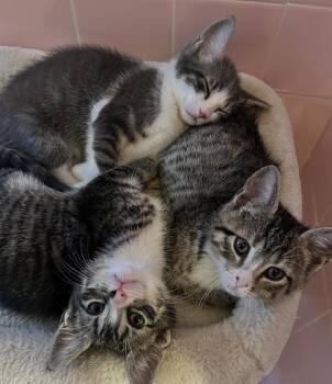 Domestic Short Hair Cats Available for Adoption - Edie, Egg Man, & Mink Stole | PetCurious