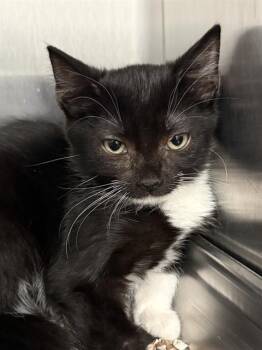 TESSIE -  Domestic Short Hair Cat for Adoption in Redlands, California - TESSIE | PetCurious