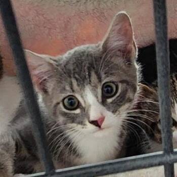 June Bryant -  Domestic Short Hair Cat for Adoption in Merrifield, Virginia - June Bryant | PetCurious