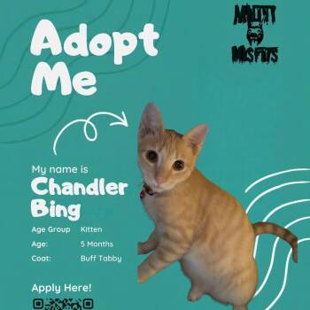 Chandler Bing -  Domestic Short Hair Cat for Adoption in Oklahoma City, Oklahoma - Chandler Bing | PetCurious