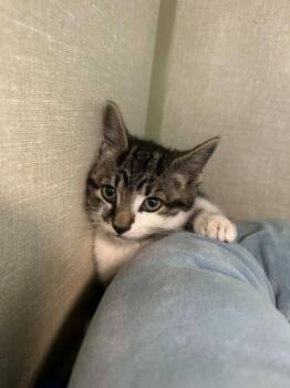 Burrito -  Domestic Short Hair Cat for Adoption in Marion, Ohio - Burrito | PetCurious