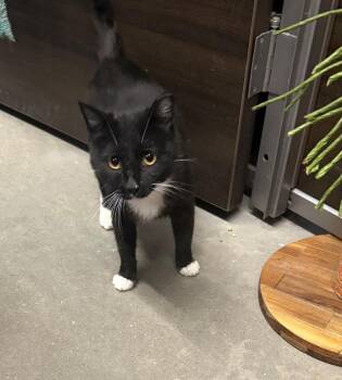 Millie -  Domestic Short Hair Cat for Adoption in Breinigsville, Pennsylvania - Millie | PetCurious