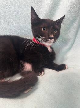 Rescue Domestic Medium Hair Cats for Adoption in Denham Springs, Louisiana - Cassie PA | PetCurious