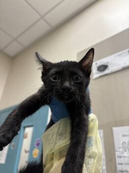 Rescue Domestic Short Hair Cats for Adoption in Las Vegas, Nevada - GRAPE | PetCurious