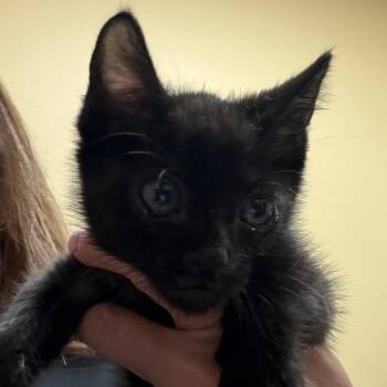 George -  Domestic Short Hair Cat for Adoption in Midland, Texas - George | PetCurious