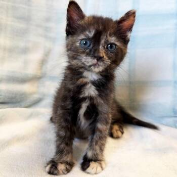 Mai -  Domestic Short Hair Cat for Adoption in Mt. Juliet, Tennessee - Mai | PetCurious