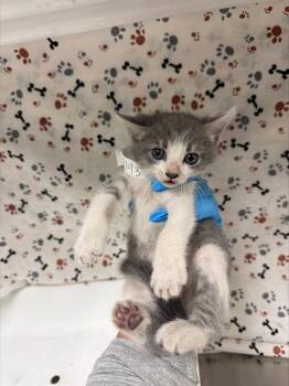 PEARL -  Domestic Short Hair Cat for Adoption in Riverside, California - PEARL | PetCurious