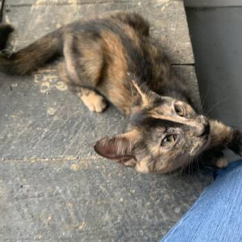 Matilda Estep -  Domestic Short Hair Cat for Adoption in Woodstock, Virginia - Matilda Estep | PetCurious