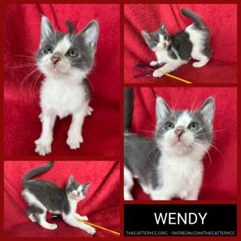 Domestic Short Hair Cats Available for Adoption in Corpus Christi, Texas - Wendy | PetCurious