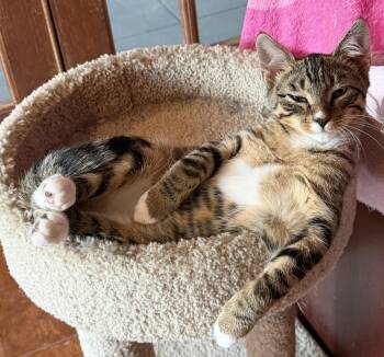 Rolo -  Domestic Short Hair Cat for Adoption in Williamsville, New York - Rolo | PetCurious