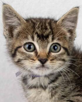 Taffeta -  Domestic Short Hair and Tabby Cat for Adoption in Kennesaw, Georgia - Taffeta | PetCurious