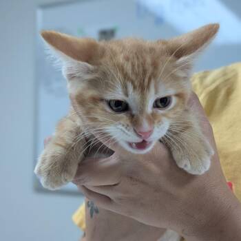 Sherbert -  Domestic Short Hair Cat for Adoption in Canton, Illinois - Sherbert | PetCurious