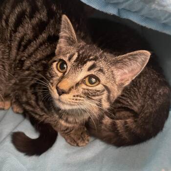 Crow -  Domestic Short Hair Cat for Adoption in Saint Charles, Missouri - Crow | PetCurious