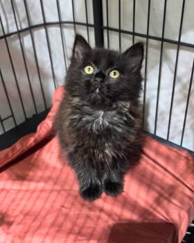 Alvin -  Domestic Medium Hair Cat for Adoption in Novato, California - Alvin | PetCurious
