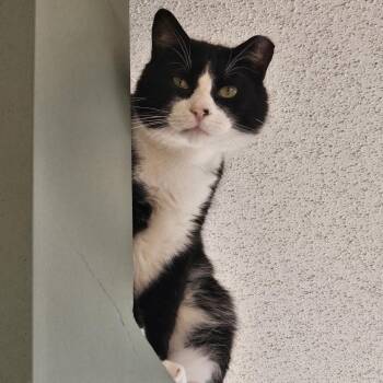 Ripley -  Tuxedo and Domestic Short Hair Cat for Adoption in Farmington, Minnesota - Ripley | PetCurious