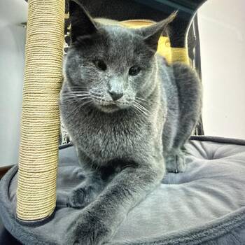 Yuri -  Russian Blue Cat for Adoption in Long Beach, California - Yuri | PetCurious