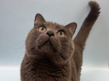 Sebastian -  Domestic Short Hair Cat for Adoption in Golden Valley, Minnesota - Sebastian | PetCurious