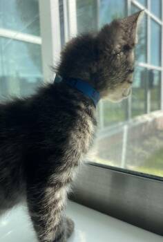 Suki -  Domestic Short Hair Cat for Adoption in Westland, Michigan - Suki | PetCurious