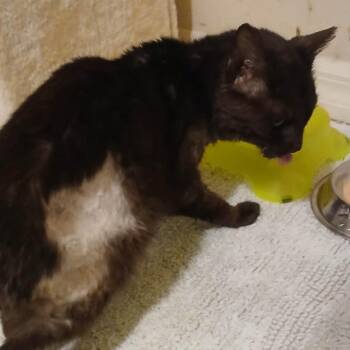Mr Latte -  Domestic Short Hair Cat for Adoption in Gainesville, Florida - Mr Latte | PetCurious